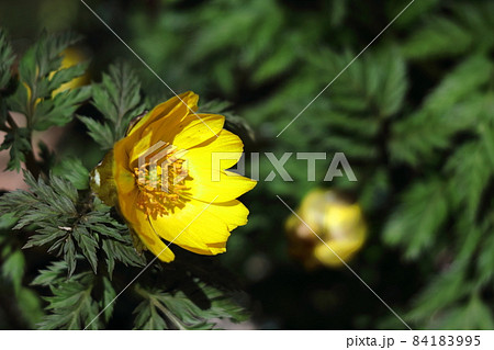 幸福を招く花 幸福を招く花 84183995