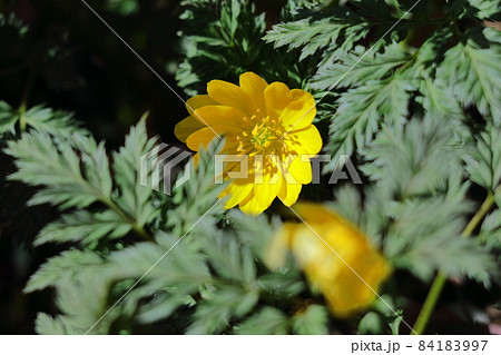 幸福を招く花 84183997