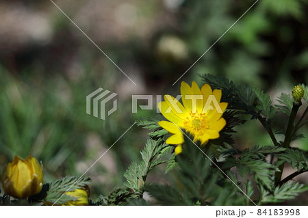 幸福を招く花 84183998