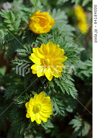 幸福を招く花 幸福を招く花 84184000