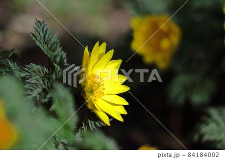 幸福を招く花 84184002