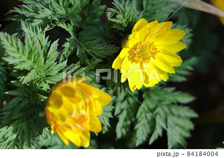 幸福を招く花 幸福を招く花 84184004