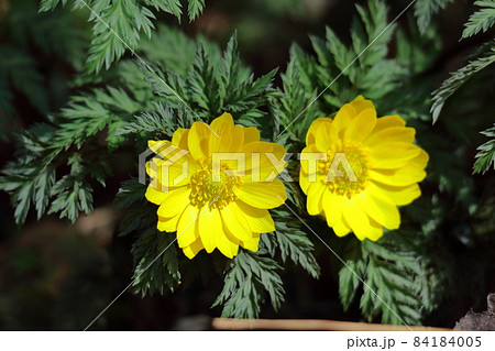 幸福を招く花 84184005