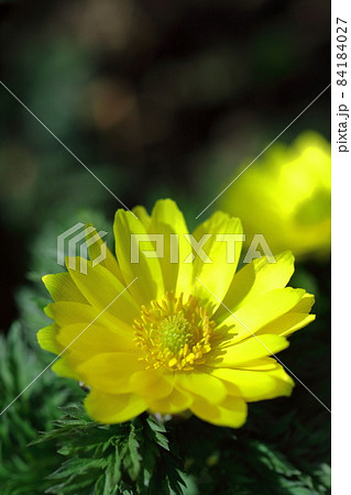 幸福を招く花 幸福を招く花 84184027