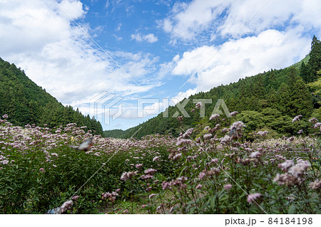 三重県津市美杉町 アサギマダラとフジバカマ 三重県津市美杉町 アサギマダラとフジバカマ 84184198