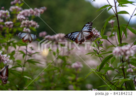 三重県津市美杉町　アサギマダラとフジバカマ 84184212