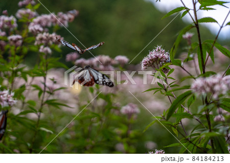 三重県津市美杉町 アサギマダラとフジバカマ 三重県津市美杉町 アサギマダラとフジバカマ 84184213