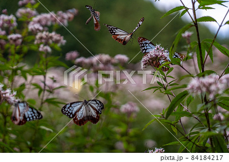 三重県津市美杉町　アサギマダラとフジバカマ 84184217