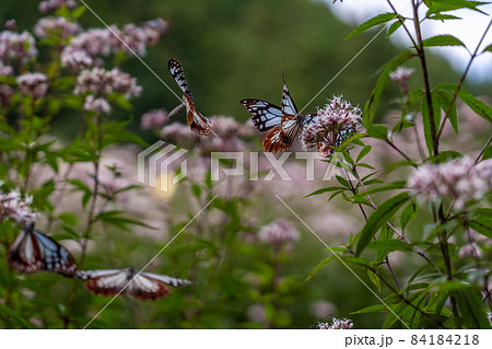 三重県津市美杉町　アサギマダラとフジバカマ 84184218