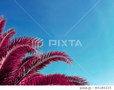 Pop art and tropical nature concept. Red palm tree leaves and blue sky as vintage summer background Pop art and tropical nature concept. Red palm tree leaves and blue sky as vintage summer background 84184335