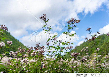 三重県津市美杉町　アサギマダラとフジバカマ 84184392