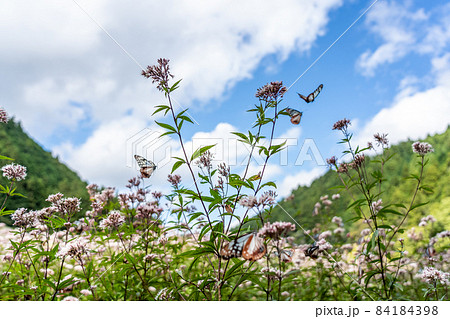 三重県津市美杉町 アサギマダラとフジバカマ 三重県津市美杉町 アサギマダラとフジバカマ 84184398