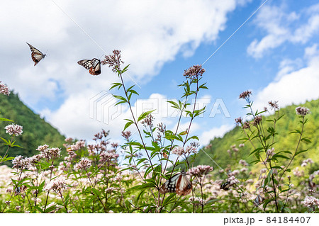 三重県津市美杉町　アサギマダラとフジバカマ 84184407