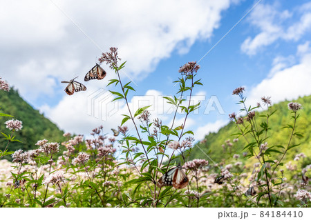 三重県津市美杉町　アサギマダラとフジバカマ 84184410
