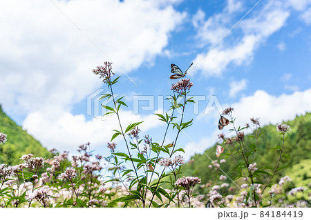 三重県津市美杉町　アサギマダラとフジバカマ 84184419