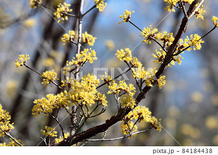 庭のサンシュユ 84184438