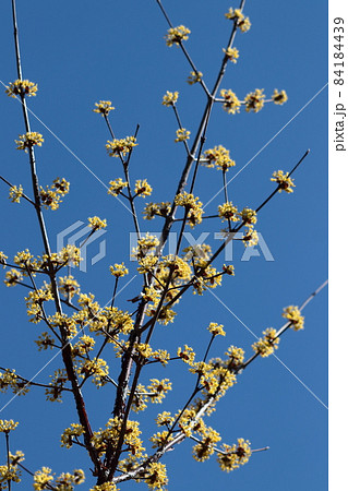 庭のサンシュユ 84184439