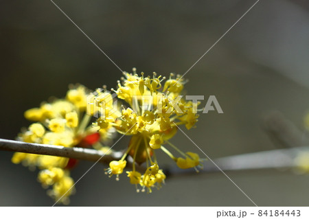 庭のサンシュユ 84184443