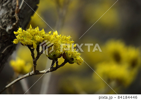 庭のサンシュユ 84184446