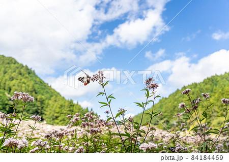 三重県津市美杉町　アサギマダラとフジバカマ 84184469