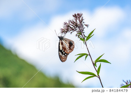 三重県津市美杉町　アサギマダラとフジバカマ 84184479