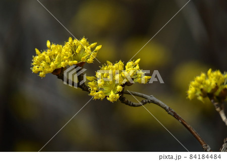 庭のサンシュユ 84184484