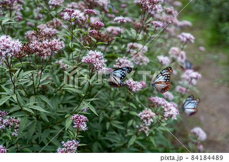 三重県津市美杉町 アサギマダラとフジバカマ 三重県津市美杉町 アサギマダラとフジバカマ 84184489