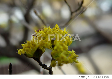 庭のサンシュユ 84184490