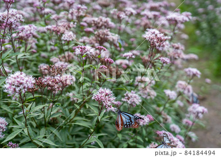 三重県津市美杉町　アサギマダラとフジバカマ 84184494
