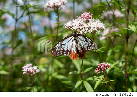 三重県津市美杉町　アサギマダラとフジバカマ 84184526