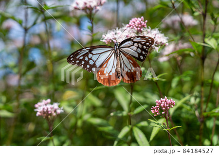 三重県津市美杉町　アサギマダラとフジバカマ 84184527