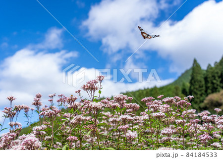 三重県津市美杉町　アサギマダラとフジバカマ 84184533