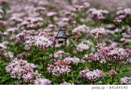 三重県津市美杉町 アサギマダラとフジバカマ 三重県津市美杉町 アサギマダラとフジバカマ 84184540