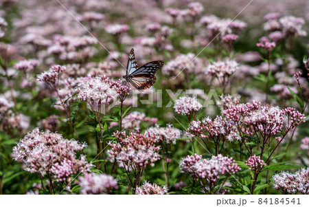 三重県津市美杉町　アサギマダラとフジバカマ 84184541