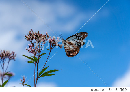 三重県津市美杉町　アサギマダラとフジバカマ 84184569