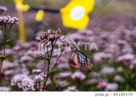 三重県津市美杉町 アサギマダラとフジバカマ 三重県津市美杉町 アサギマダラとフジバカマ 84184570