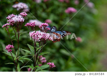 三重県津市美杉町 アサギマダラとフジバカマ 三重県津市美杉町 アサギマダラとフジバカマ 84184584