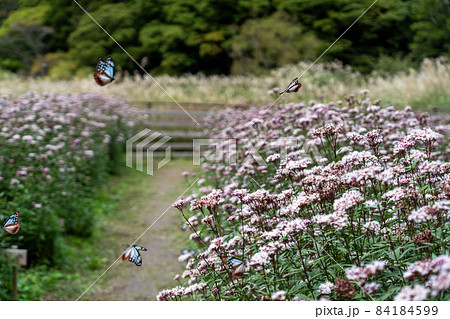 三重県津市美杉町　アサギマダラとフジバカマ 84184599