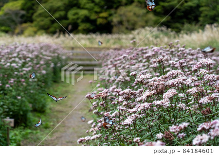 三重県津市美杉町　アサギマダラとフジバカマ 84184601