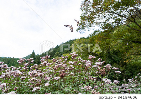 三重県津市美杉町 アサギマダラとフジバカマ 三重県津市美杉町 アサギマダラとフジバカマ 84184606