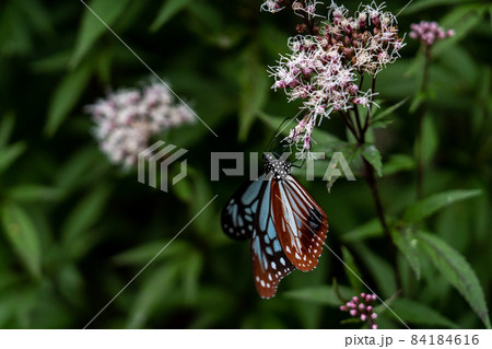 三重県津市美杉町　アサギマダラとフジバカマ 84184616