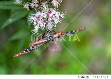 三重県津市美杉町 アサギマダラとフジバカマ 三重県津市美杉町 アサギマダラとフジバカマ 84184703