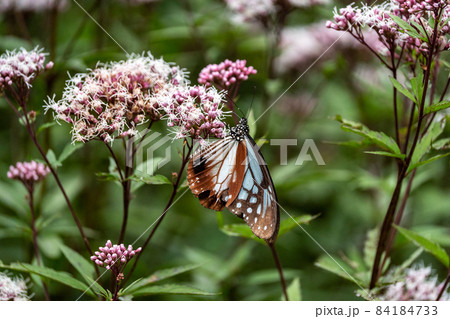 三重県津市美杉町　アサギマダラとフジバカマ 84184733