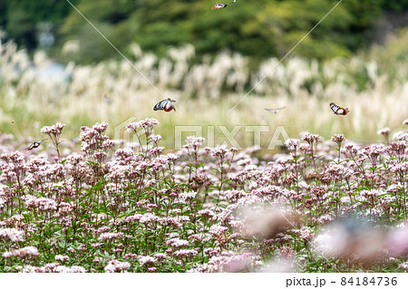 三重県津市美杉町　アサギマダラとフジバカマ 84184736