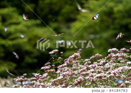 三重県津市美杉町　アサギマダラとフジバカマ 84184763
