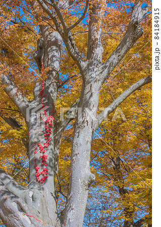 ケヤキと蔦の紅葉【あがたの森公園】 ケヤキと蔦の紅葉【あがたの森公園】 84184915