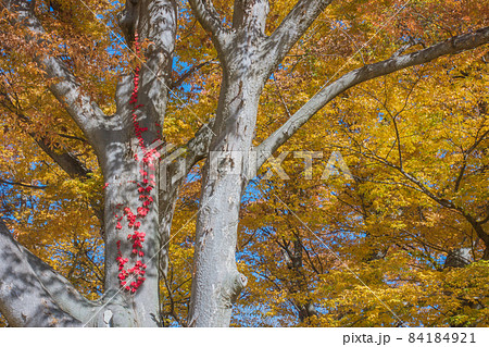 ケヤキと蔦の紅葉【あがたの森公園】 84184921