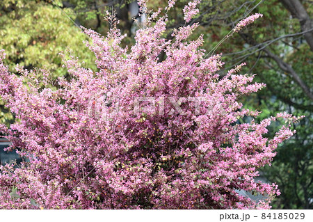 最初に咲く花 最初に咲く花 84185029