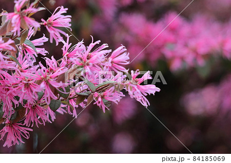 最初に咲く花 最初に咲く花 84185069