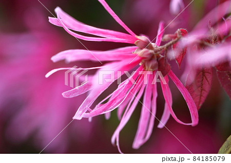 最初に咲く花 84185079